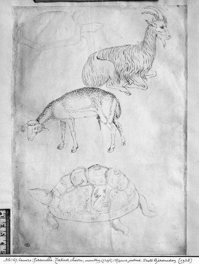 Due tartarughe, capra e pecora, dal The Vallardi Album da Antonio Pisanello
